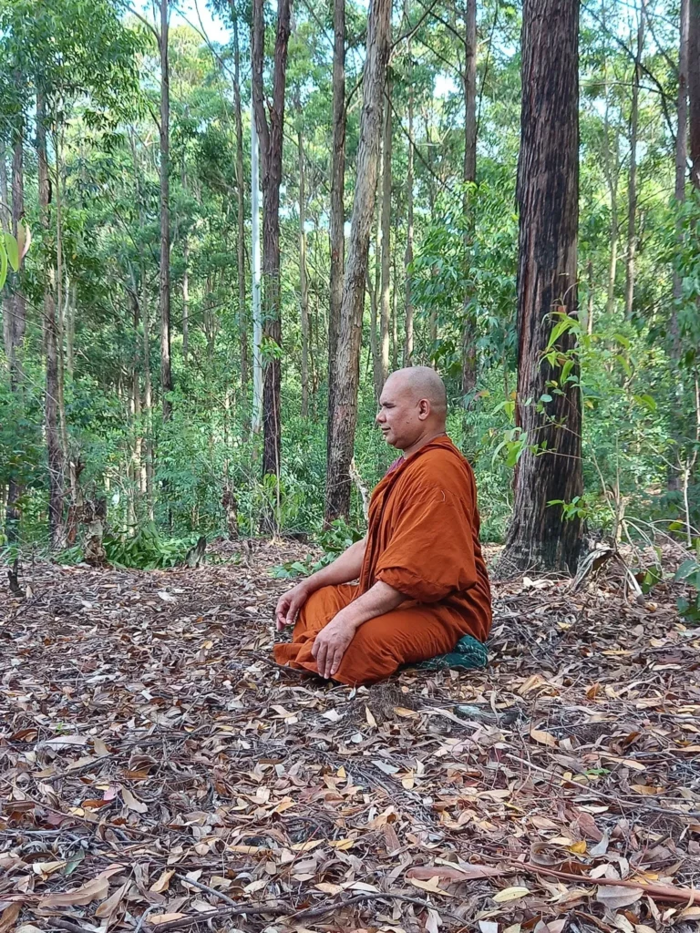 forest meditation