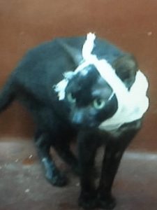 helping cats2