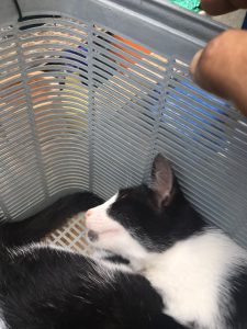 Helping Cats